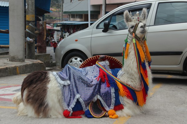 lama3